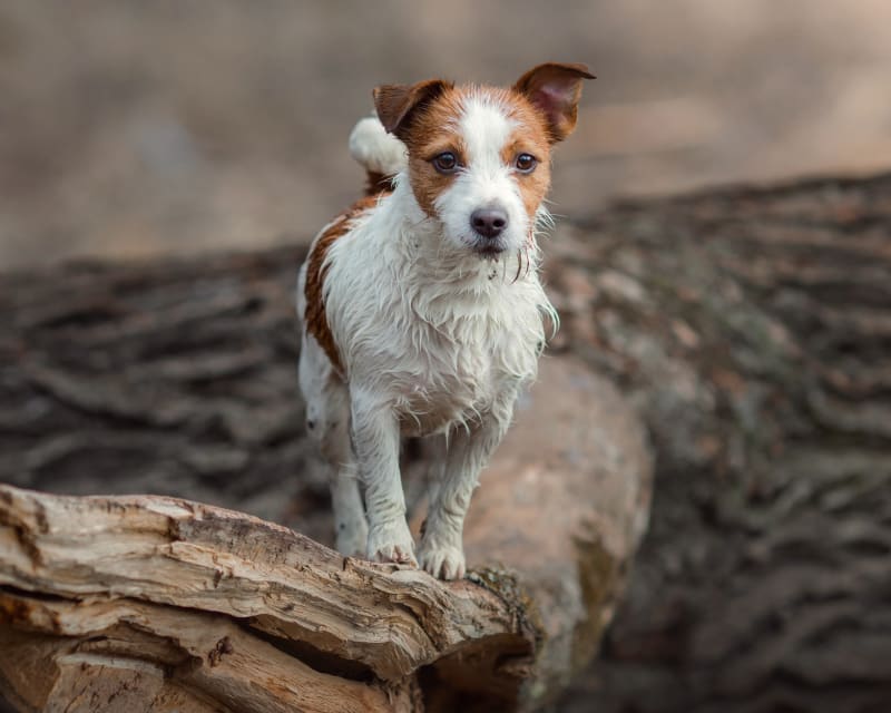 veterinary-c-sections-in-tracy-veterinary-surgery